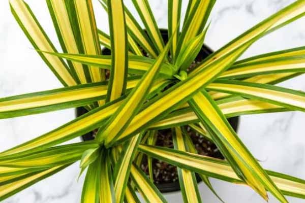 بیماری های گل پاندانوس